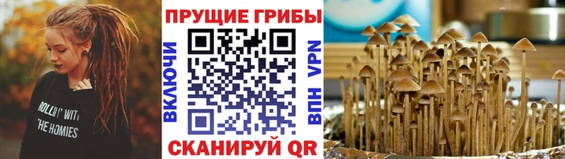 Псилоцибиновые грибы Psilocybe  Учалы 